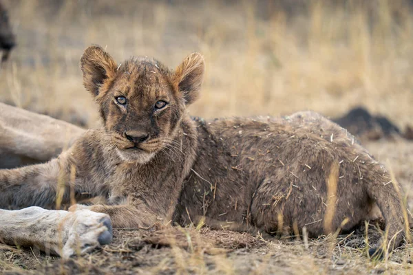 在母亲身边躺着的狮子宝宝的特写 — 图库照片