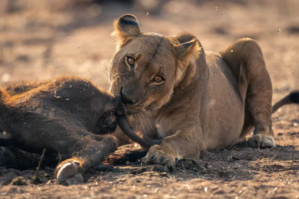 雌ライオンがバッファローの子牛を食べる — ストック写真