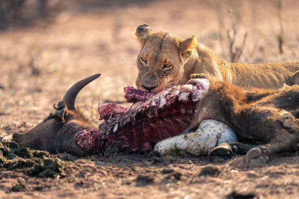 Närbild Lejoninnan Liggande Tugga Buffel Döda — Stockfoto