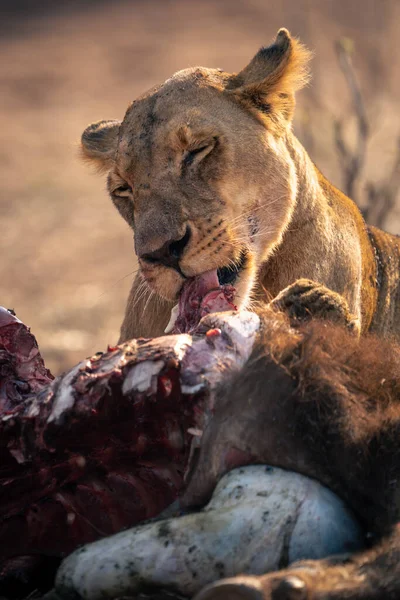Close Lioness Feed Buffalo Carcase — Stok Foto