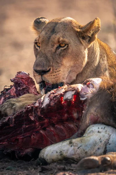 Close-up of lioness feeding on Cape buffalo