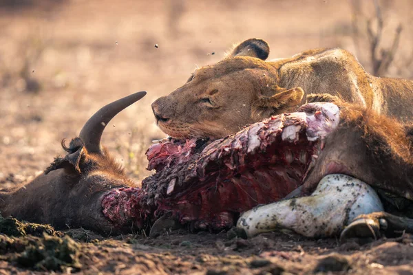 Close Lioness Lying Chewing Buffalo Carcase — Stok Foto