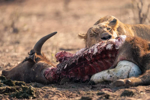Close Lioness Lying Eating Buffalo Carcase — Stock Photo, Image