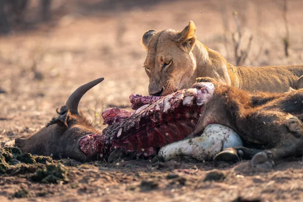 Närbild Lejoninnan Liggande Gnagande Buffel Innandömen — Stockfoto