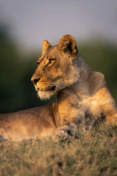 Close Lioness Lying Grassy Mound — Stock Photo, Image