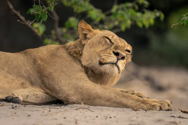 Close Lioness Lying Sleepily Sand — Stock Photo, Image