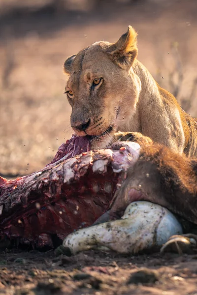 Close Lioness Lying Eating Buffalo Calf — Stock Photo, Image