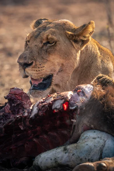Close Lioness Lying Buffalo Remains — Stock Photo, Image