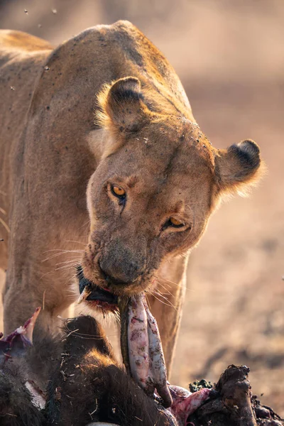 Close Lioness Pull Guts Buffalo — Stok Foto