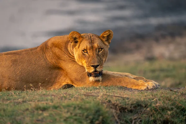 母狮凝视着摄像机躺在地上的特写 — 图库照片