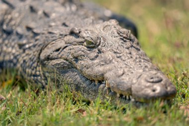 Close-up of Nile crocodile lying in grass