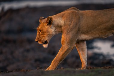 Close-up of lioness walking across muddy ground