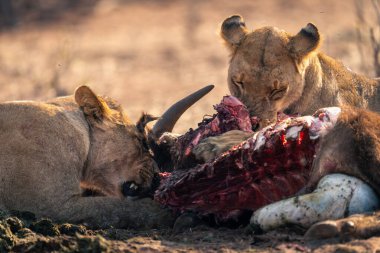 Close-up of lionesses lying eating Cape buffalo