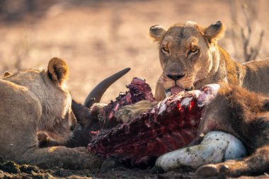Close-up of lionesses lying eating buffalo remains