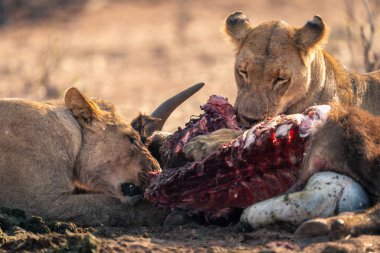 Close-up of lionesses lying gnawing Cape buffalo