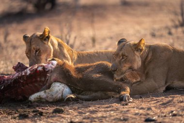 Close-up of lionesses lying with buffalo calf