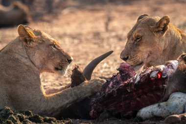 Close-up of lionesses lying with buffalo remains