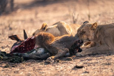 Close-up of two lionesses chewing on buffalo