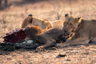 Close-up of two lionesses feeding on buffalo
