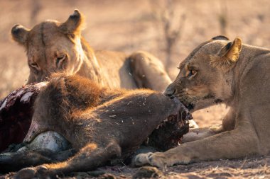 Close-up of two lionesses feeding on kill