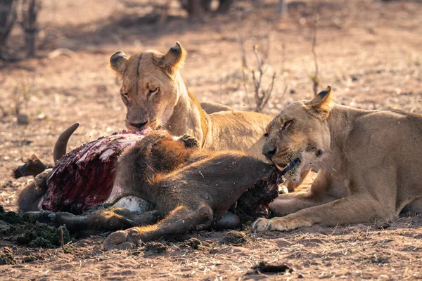 Close Two Lionesses Chewing Carcase — Fotografia de Stock
