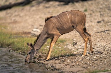 Dişi daha büyük kudu nehirden su içiyor.