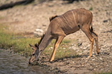 Dişi büyük kudus nehirden su içiyor.