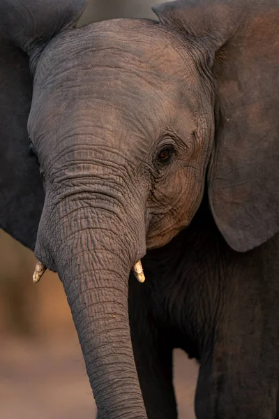 Közelkép Fiatal Afrikai Elefánt Néz Kamera — Stock Fotó