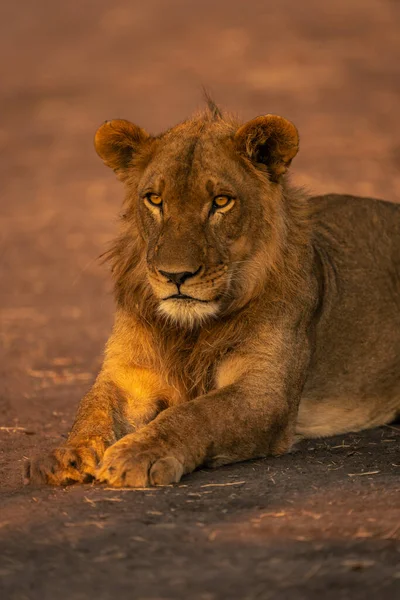 Nahaufnahme Eines Jungen Männlichen Löwen Auf Sand — Stockfoto