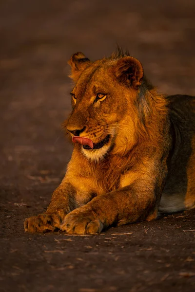 Close Young Male Lion Licking Lips — Stock Photo, Image