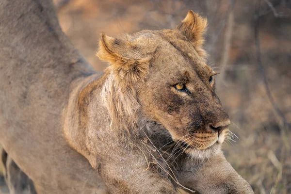 Närbild Unga Manliga Lejon Ligger Stretching — Stockfoto