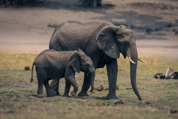 Samica Słonia Afrykańskiego Cielęcia Krzyżowo Zalewowego — Zdjęcie stockowe