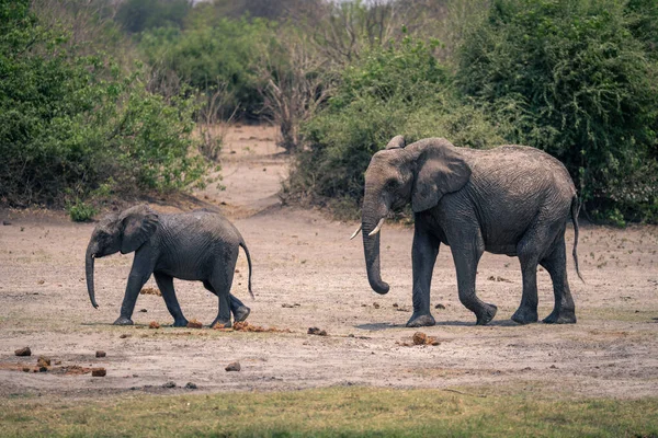 Femmina Elefante Africano Segue Vitello Lungo Riva Del Fiume — Foto Stock