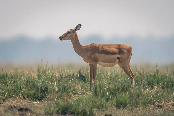 Weibliche Impala Steht Auf Grasbewachsener Aue — Stockfoto