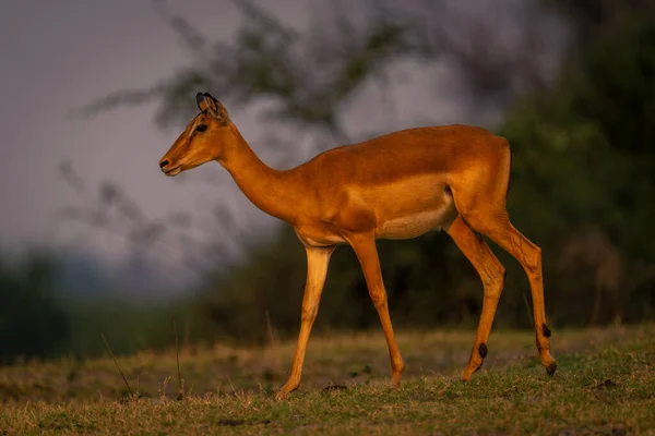Vrouwelijke Impala Loopt Grasveld — Stockfoto