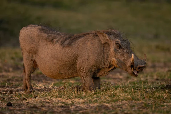 Female Common Warthog Stands Grazing Knees — Stock Photo, Image