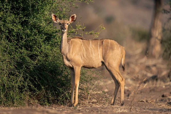 Weiblicher Kudu Steht Grünen Strauch — Stockfoto