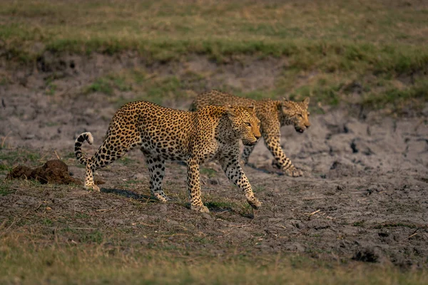 Leopardo Feminino Filhote Caminham Passo — Fotografia de Stock
