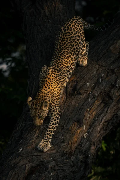 Naisleopardi Kiipeää Alas Paksua Puunrunkoa — kuvapankkivalokuva