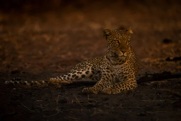 Leopardo Fêmea Encontra Areia Por Tronco — Fotografia de Stock