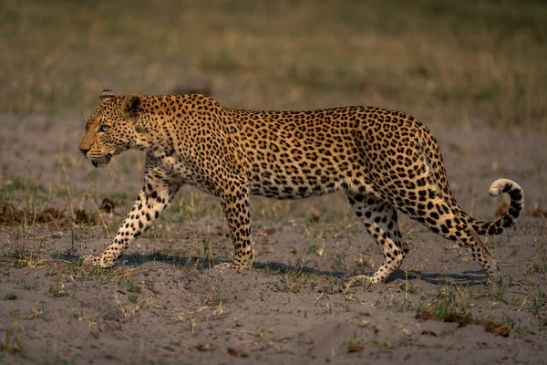 Samice Leoparda Kříží Travnatý Písek Slunci — Stock fotografie