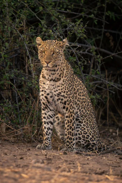 Leopardo Fêmea Senta Por Arbusto Olhando Para Baixo — Fotografia de Stock