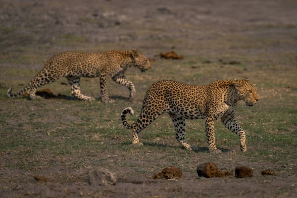 Самка Леопарда Детёныша Пересекают Травянистую Пойму — стоковое фото