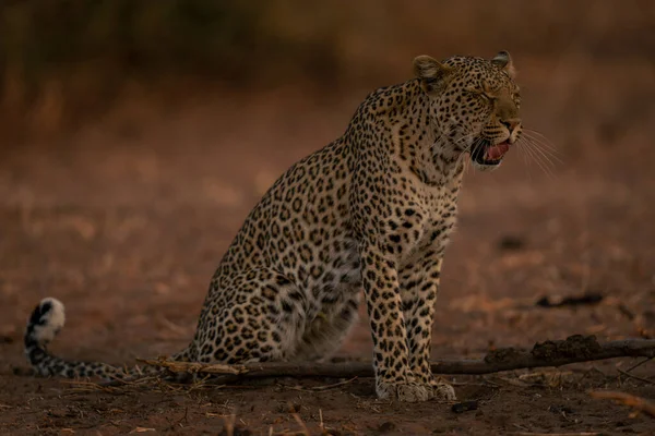 Female Leopard Sits Yawning Eyes Closed — Stock Photo, Image