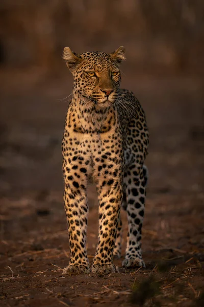 Female Leopard Stands Sand Turning Head — Stock Photo, Image