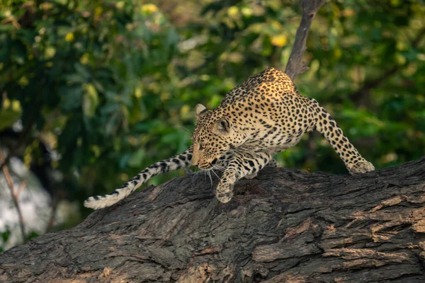 Leopardenweibchen Dreht Sich Auf Baumstamm — Stockfoto