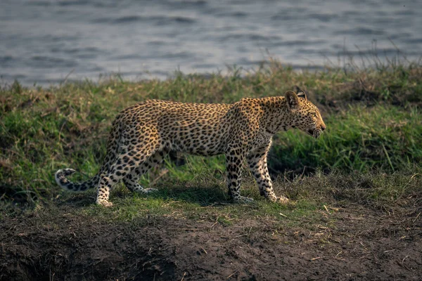 Leopardo Hembra Encuentra Orilla Del Río Bajo Sol —  Fotos de Stock