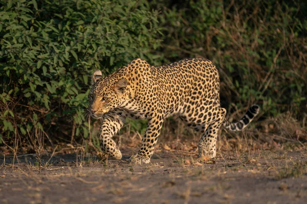 Leopardo Fêmea Caminha Pelos Arbustos Levantando — Fotografia de Stock