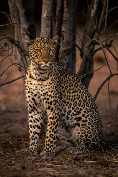 Leopardo Fêmea Senta Areia Por Árvore — Fotografia de Stock