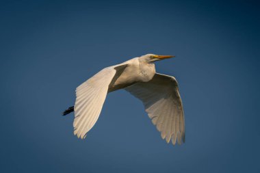 Büyük balıkçıl kanat çırparak gökyüzünde uçar